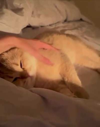 kitty falling asleep