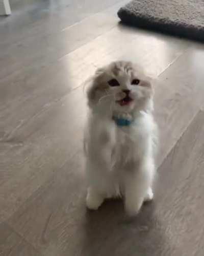 Kitty learning how to be a good boy