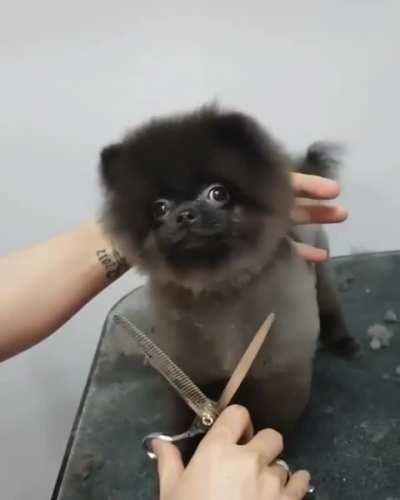 Loves getting his haircut.