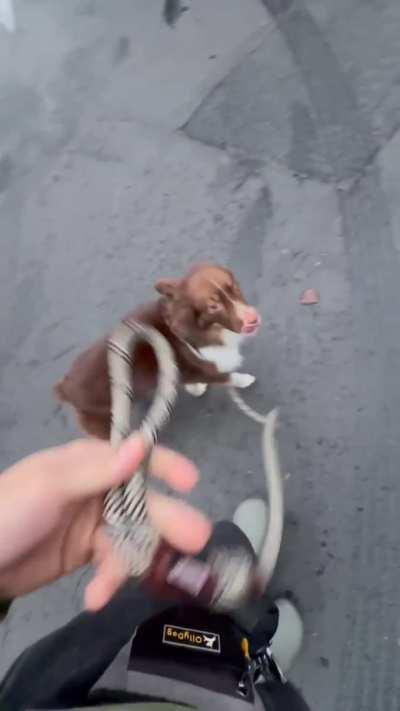 Dog reprimands human for poor walk etiquette 