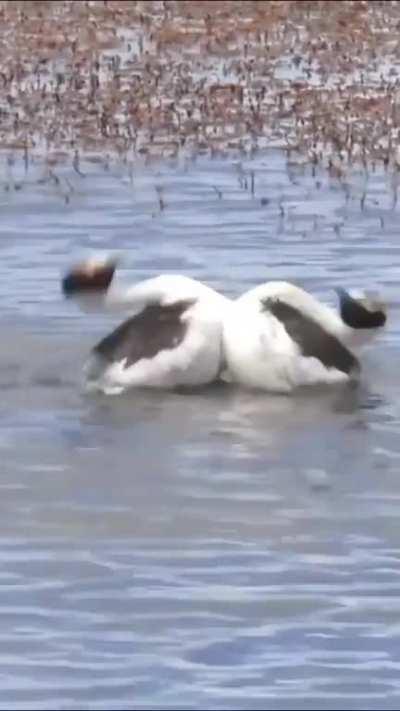 hooded grebes courtship dance