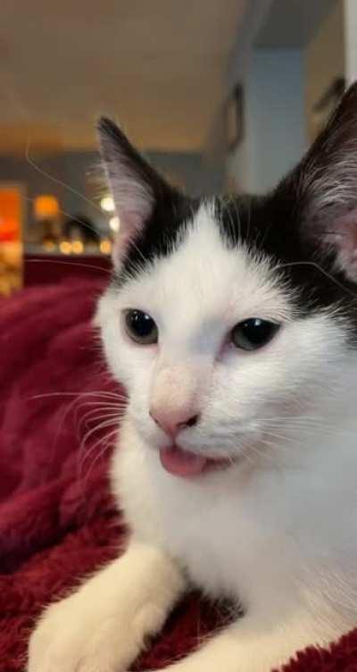 Foster kitten Moose doing her blep attack.