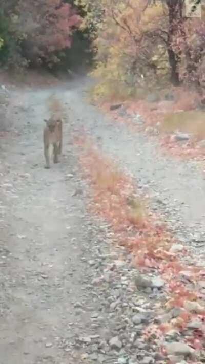 A Utah hiker's video shows a cougar following him down the trail, lunging at him several times, before finally running away.