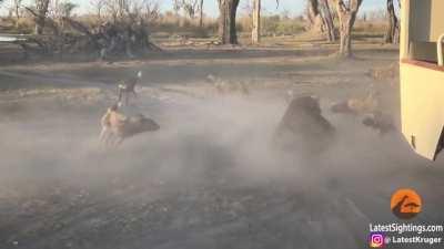 Lioness distracting Wild Dog pack so her cub can escape.