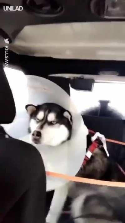 This special face, this charisma is only available to Husky