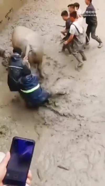 Idiot loses a fight against a Chinese water buffalo.