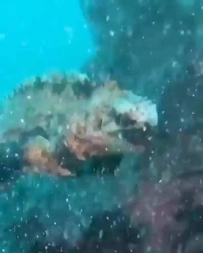 The Galapagos marine iguana