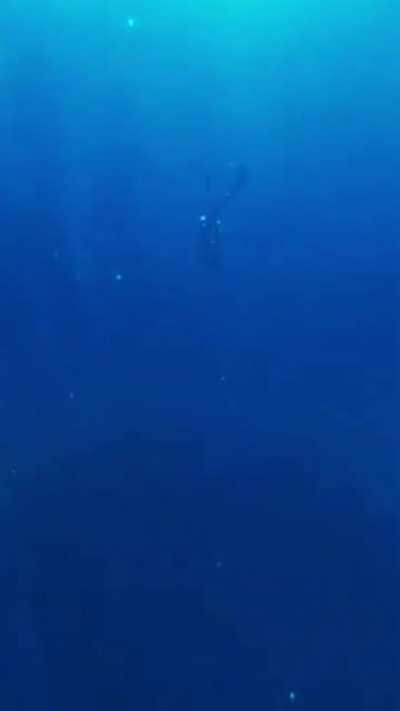 e o mergulhador nunca mais foi visto