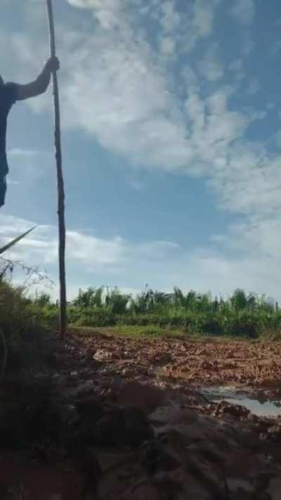 WCGW trying to cross a muddy path using a stick (time stamp 00:23)