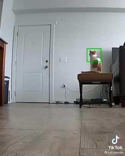 This Cat's reaction when the guy comes home from work 🥰😂