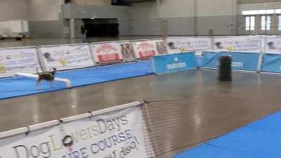 There are two types of beagle...