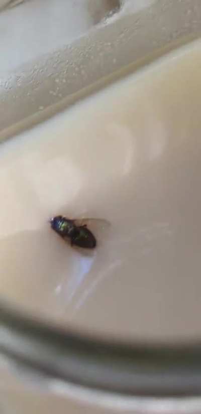 Dumbass fly fell in bacon grease