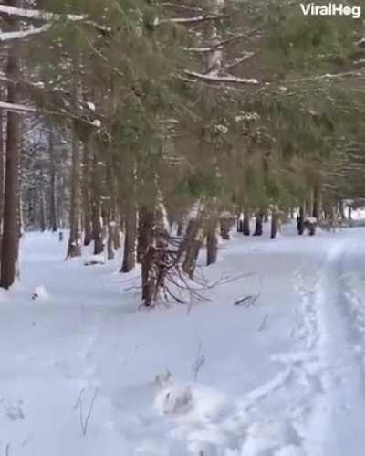 Now I should buy a raven