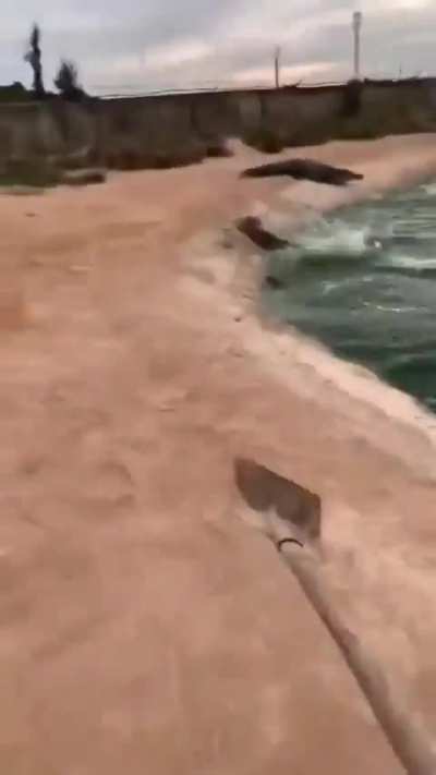 PÁ TUNAAADAA, nem os jaré que tentaram revidar tiveram chance