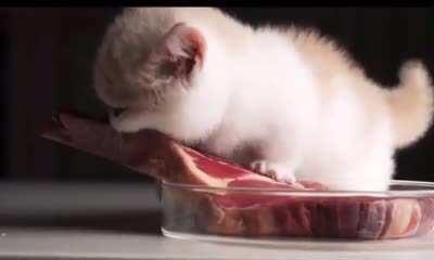 Illegally smol carnivore