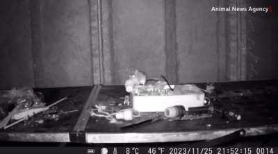 Mouse filmed tidying up man's shed every night