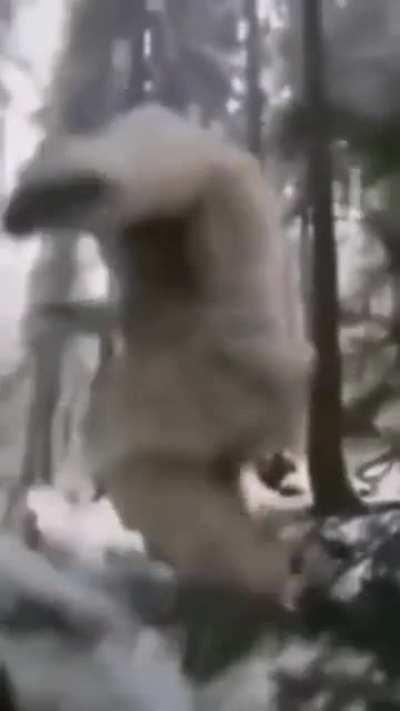 cursed_yeti