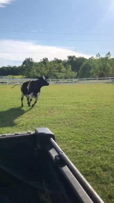 Maybelle gets excited when she sees the cart at The Gentle Barn Sanctuary