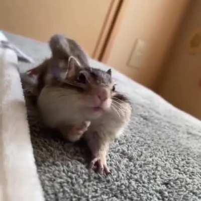 Little chipmunk just woke up!