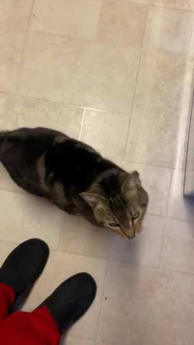 Guinness my little yelly boy