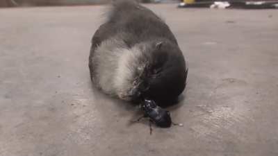 One beetle's snack is another's dead bird