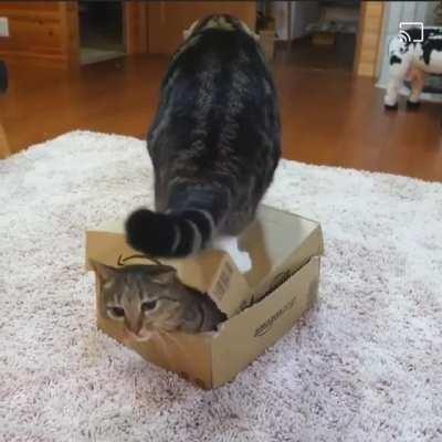 “I didn’t know you were there, bro. Honest!”