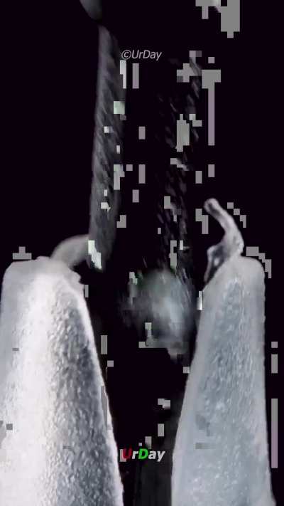 Losercity clothing tag pro-tip