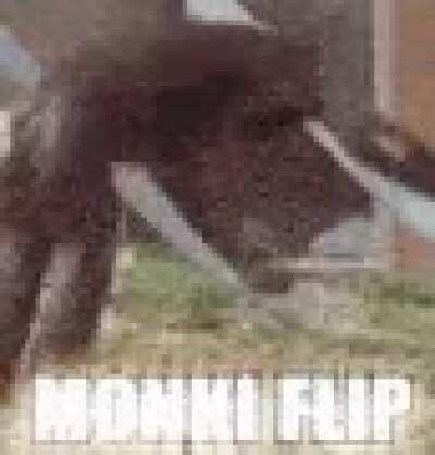 monke