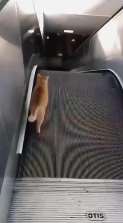 Where is he going