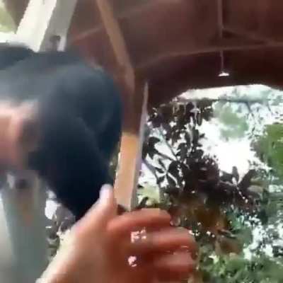 Chimpanzees are 2X stronger than your average human.