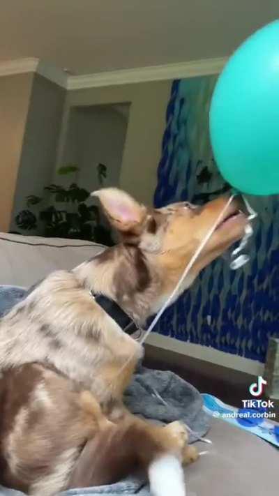 He's just living his best life 🎈