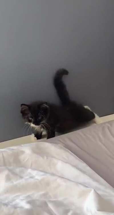 This kitty stretching