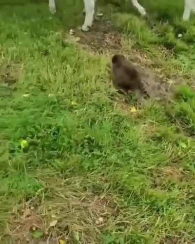 Terrified goats flee from vicious beast