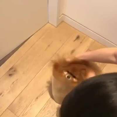 The fluffiest fluff of all fluffs