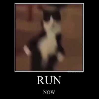 do you love this cat?