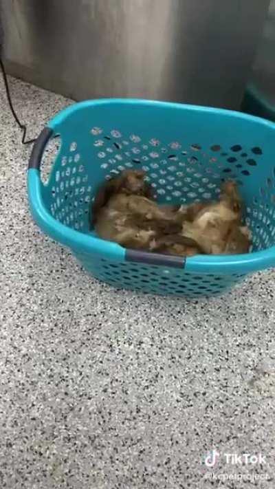 Shaving a stray dog that hasn’t been groomed in years