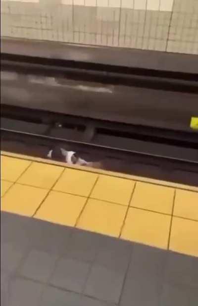 In the New York subway, a lady kicked the old woman onto the tracks when the woman dared to cough next to her.