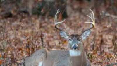 Why did I make this.