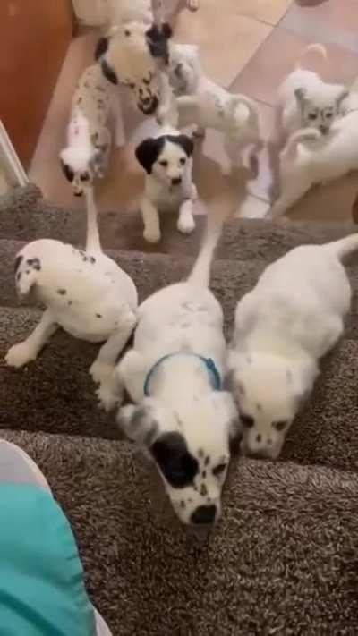 Week 5: Dalmatian pups face their first mortal enemy.. the Stairs!!!