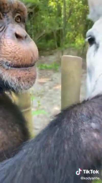 César preparando su caballo para la batalla con la humanidad