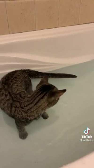 Do u guys like this cat