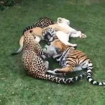 Forbidden Pspspsp Catnip -summons big cats