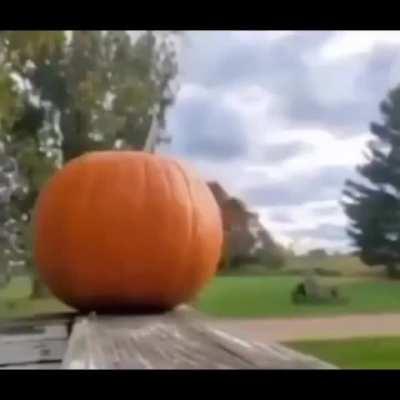 live pumpkin reaction