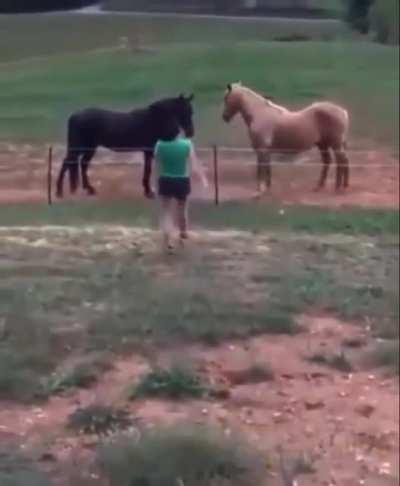 Horses