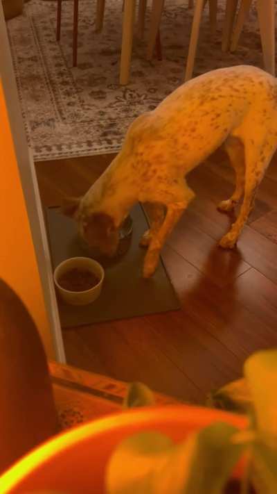 Why does my dog push her bowl of food around?