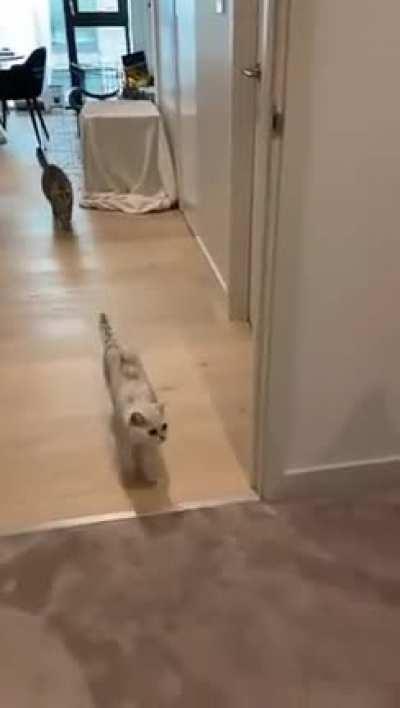 The grey cat didn’t believe the white cat 😹
