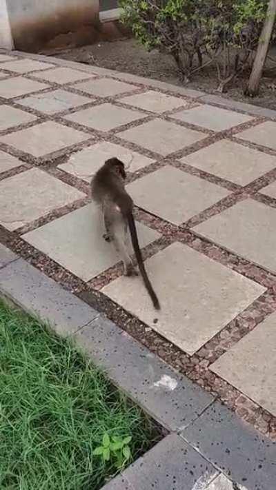 Just waiting for monke to cross