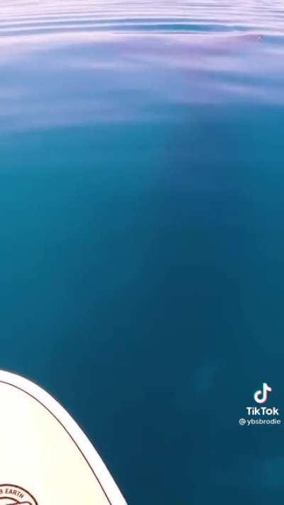 Huge Humpback Whale suddenly appears underneath paddle boarder