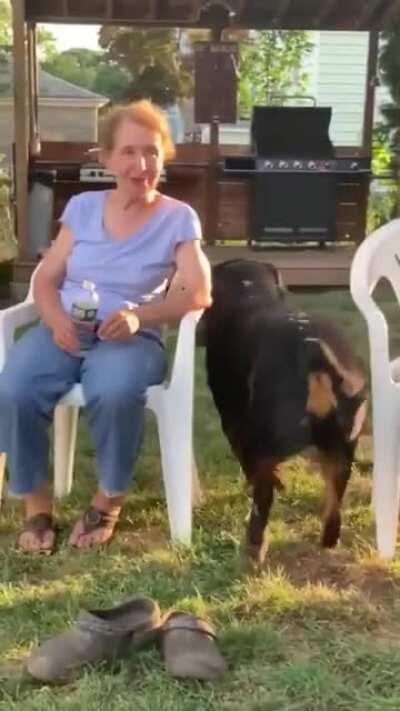 This beast of a dog carries a 30 lb. weight around as its chew toy