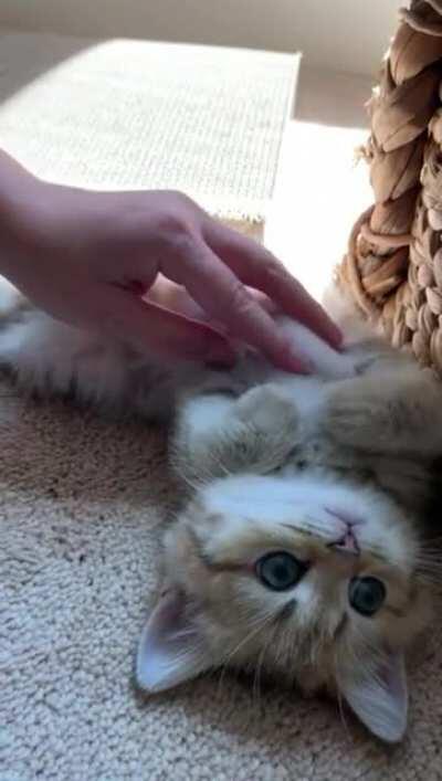 Belly rubs
